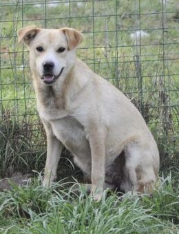 Chichita💚wer verliebt sich in sie? - Herxheim (Landau)