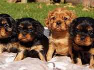 Süsse Cavalier King Charles Spaniel Welpen. - Philippsburg