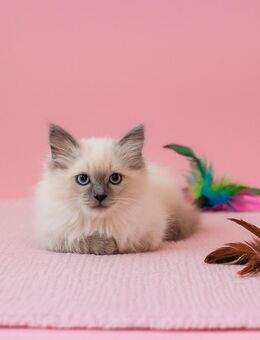 Zauberhafte Ragdoll-Kitten suchen ihr Für-Immer-Zuhause ♡ - Aldersbach