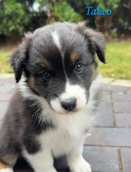 Australian Sheperd Welpen - Hamburg Hamburg-Mitte
