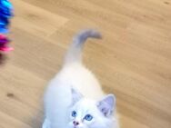 Ragdoll Kitten/noch 1 Jungs frei - Gochsheim