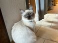 3 Reinrassige Neva Masquarede sibirische Katze in 93195