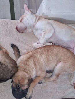 Shar-Pei-Husky-Mix Welpen - Bretzfeld
