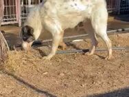 🌟 Lieber großer Arny 🐶 - Eislingen (Fils)