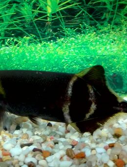 Elefantenrüsselfisch - Hohenroth