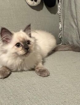 Reinrassiges Ragdoll Kitten sucht Zuhause - Plau (See) Zentrum