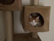 Felix sucht neues zuhause - Dresden
