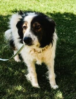 Flag-braucht ein für immer Zuhause - Overath