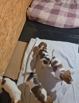 Jack Russel Terrier Welpen Hündinnen - Raddestorf