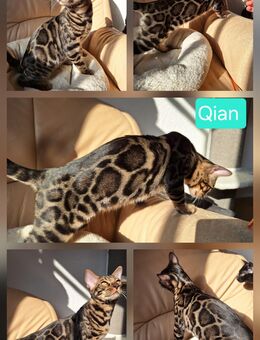 Spektakulärer Bengal Kater mit XXL Rosetten! - Haßloch