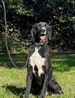 Dahlia🍀möchte endlich befreit werden - Herxheim (Landau)