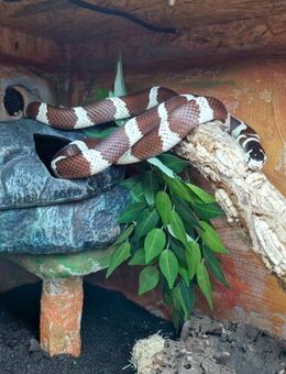 Kalifornische Kettennatter Lampropeltis californiae - Detmold