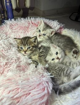 Britisch Kurzhaar Kitten in liebevolle Hände abzugeben - Düsseldorf