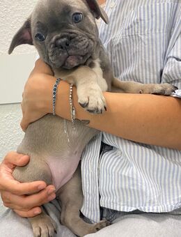 Französische Bulldoggen Welpen - Nürnberg