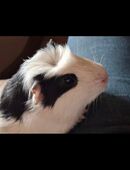 Meerschweinchen zu verkaufen! in 12683