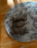 Kitten BKH in 27356
