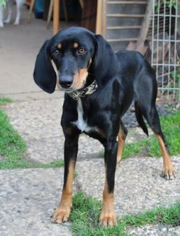 Fröhliche Peggy sucht tolles Zuhause - Tornesch