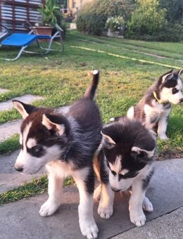 Huskys Welpen - Helbra