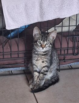 Maine Coon x British Kitten zu verkaufen - Bad Laer