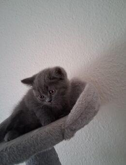 Britische Kurzhaar Katzenbabys abzugeben - Hamburg