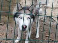 ZIGGY sucht sein Zuhause - Gefrees