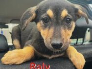 RALY ❤ EILIG!sucht ZuhausePflegest/elle - Langenhagen