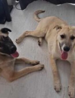 Boy ♥️ Wer zeigt Ihm die Welt ?? - München