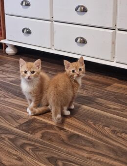 2 Schmuse Kitten suchen ein neues Zuhause - Ahrensburg