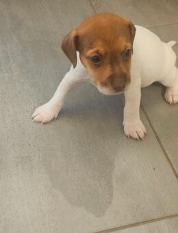 Jack Russell Welpen - Grünheide (Mark)