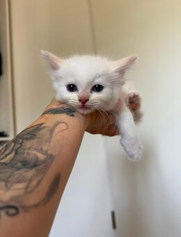 Einzigartige Ragdollkitten - München Thalkirchen-Obersendling