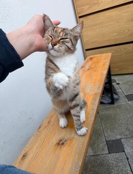 Einsame KATZE sucht liebevollen Zuhause - Korschenbroich
