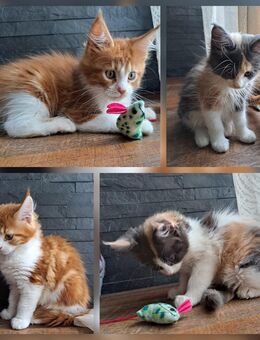 Maine Coon Kitten suchen ihr Traumzuhause, abgabebereit - Flieden