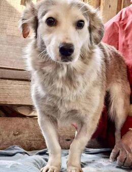 Lora sanfte Maus braucht ruhiges Nest - Koblenz