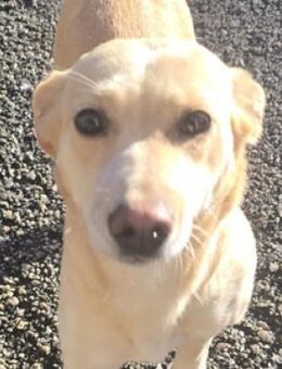 SOFIA zittert um ihr Leben - Gefrees