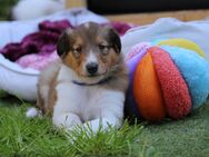 Colliewelpen von amerikanisch/kanadischen Eltern mit Ahnentafel - Hartha