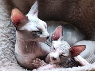 Wunderschönen kanadischen Sphynx-Babys zur Reservierung - Kleve Zentrum