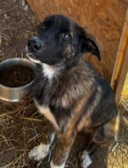 Zauberhafter Carlo - Kallmünz