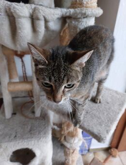 Hauskater 15 wochen - Petershagen Wasserstraße