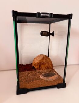 Brachypelma Hamorii / Rotknie vogelspinne - Halberstadt
