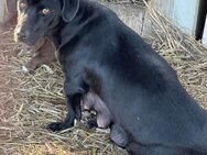 Ebony - in ernster Gefahr in der Tötung - Blankenheim (Nordrhein-Westfalen)