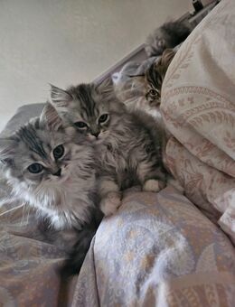 Süsse britisch Langhaar Kitten - Friedland (Mecklenburg-Vorpommern)