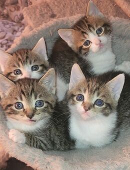 Zuckersüße BKH-Mix-Kitten - Kraftsdorf