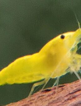 Yellow Fire Garnele - Gelbe Garnele - Neocaridina davidi "Yellow " - Odelzhausen