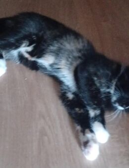 Katzenbabys suchen liebevolles zu Hause - Aldenhoven