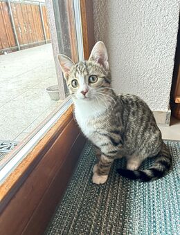 Kätzchen sucht liebevolles Zuhause - Herdwangen-Schönach