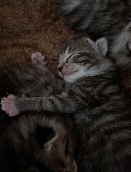 BKH Tabby Kitten - Berlin Lichtenberg