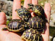 Kleine griechische Landschildkröten - Ostfildern