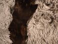 Türkisch Angora-Mix Kätzchen in 52441