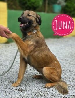 Juna eine tolle Hündin - Flörsheim-Dalsheim