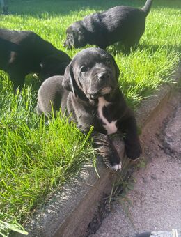 Labrador Rottweiler mix - Ditfurt
